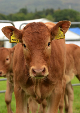 Cow